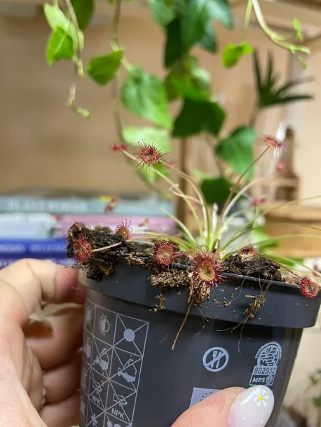 drosera-rosiczka-owadozerna-rodzaj-rosliny-rosliny-zielone