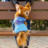 koszulka-dla-psa-stitch-stan-nowy
