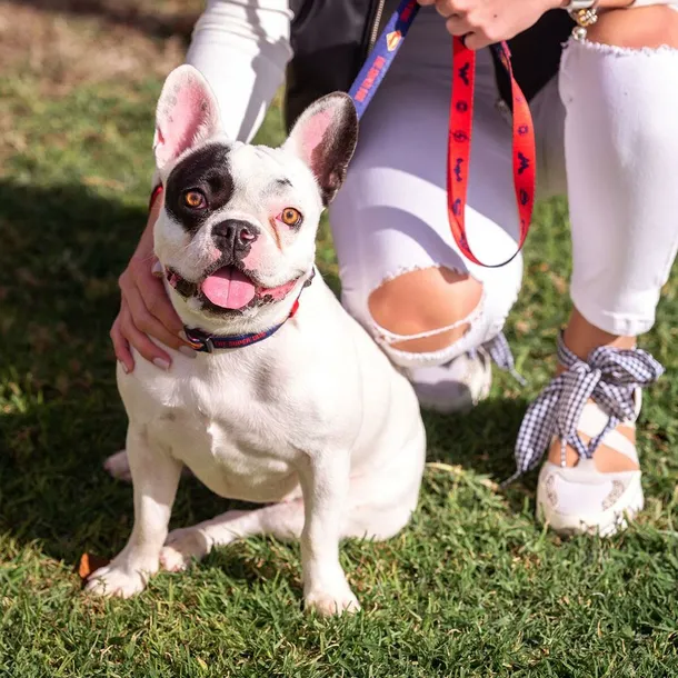 obroza-dla-psa-dc-pets-niebieski-m-l-rodzaj-inny