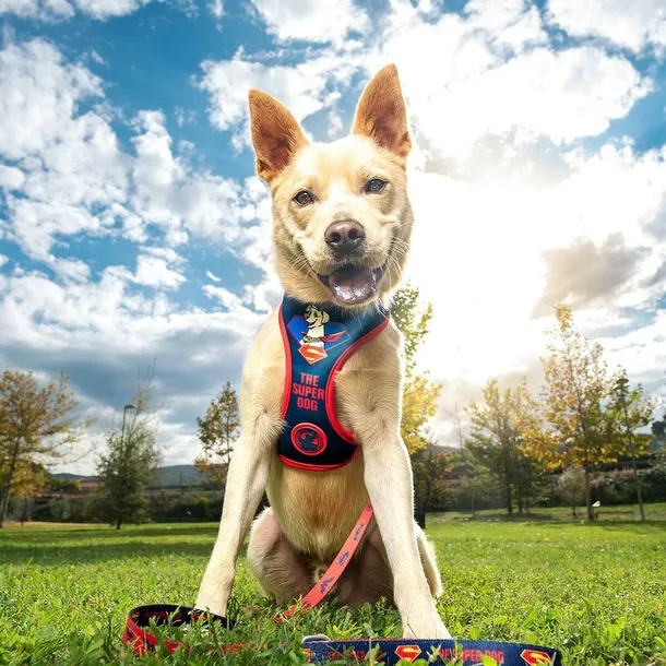 szelki-dla-psa-dc-pets-niebieski-s-m-rodzaj-inny-stan-nowy