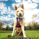 szelki-dla-psa-dc-pets-niebieski-s-m-rodzaj-inny-stan-nowy