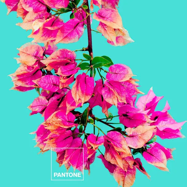narzuta-bugnavilla-pantone-material-wykonania-inny