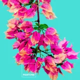 narzuta-bugnavilla-pantone-material-wykonania-inny