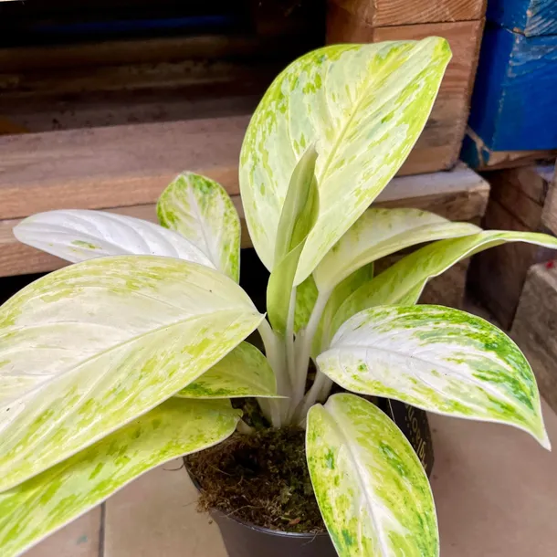 aglaonema-arctic-lime