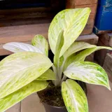 aglaonema-arctic-lime