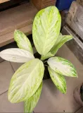 aglaonema-arctic-lime-rodzaj-rosliny-rosliny-zielone