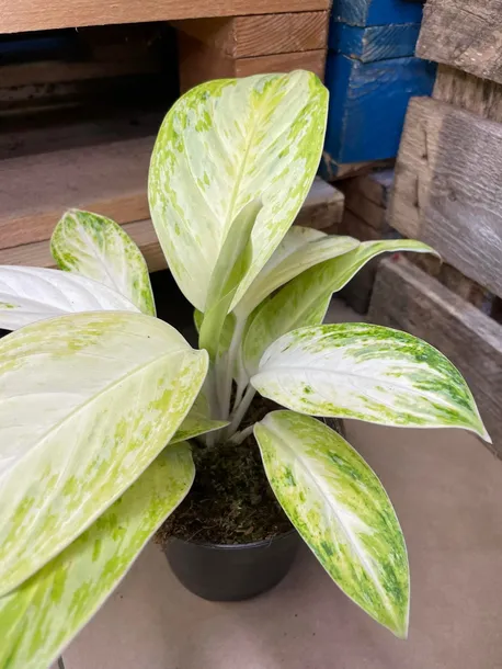 aglaonema-arctic-lime-rodzaj-rosliny-rosliny-zielone