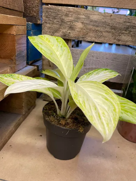 aglaonema-arctic-lime-rodzaj-rosliny-rosliny-zielone