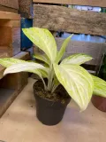aglaonema-arctic-lime-rodzaj-rosliny-rosliny-zielone