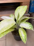 aglaonema-arctic-lime-rodzaj-rosliny-rosliny-zielone