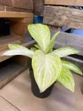 aglaonema-arctic-lime-rodzaj-rosliny-rosliny-zielone