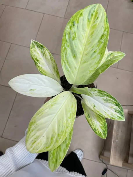 aglaonema-arctic-lime-rodzaj-rosliny-rosliny-zielone