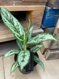 aglaonema-rodzaj-rosliny-rosliny-zielone