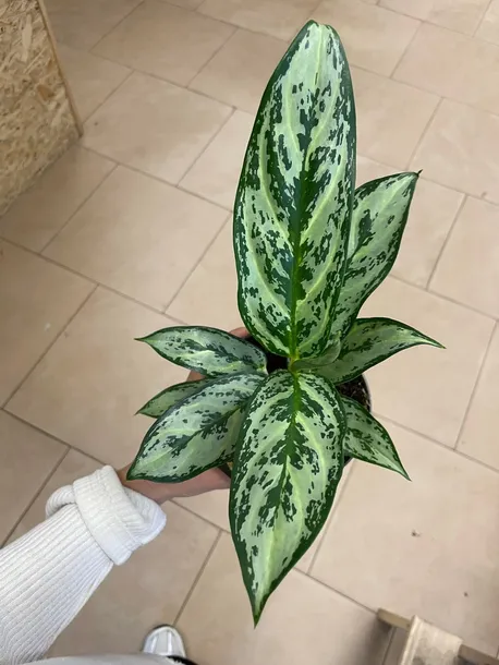 aglaonema-rodzaj-rosliny-rosliny-zielone