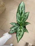 aglaonema-rodzaj-rosliny-rosliny-zielone