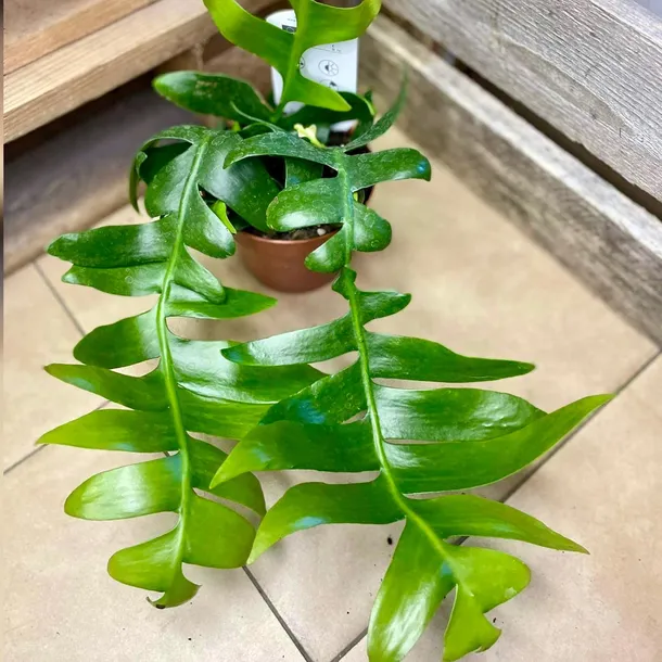 epiphyllum-chrysocardium