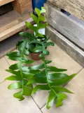 epiphyllum-chrysocardium-rodzaj-rosliny-rosliny-zielone