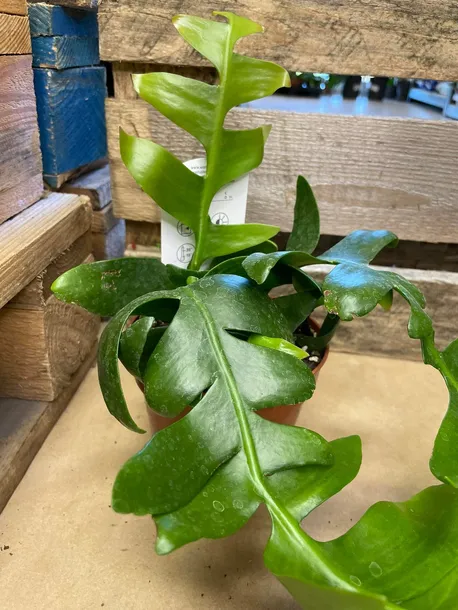 epiphyllum-chrysocardium-rodzaj-rosliny-rosliny-zielone