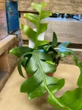 epiphyllum-chrysocardium-rodzaj-rosliny-rosliny-zielone