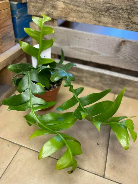 epiphyllum-chrysocardium-rodzaj-rosliny-rosliny-zielone