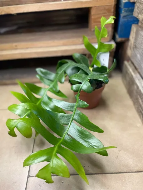 epiphyllum-chrysocardium-rodzaj-rosliny-rosliny-zielone