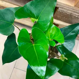 anthurium-arrow