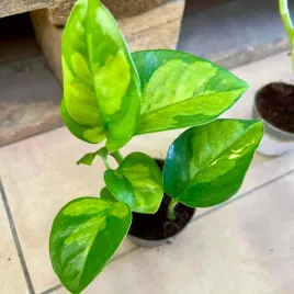 epipremnum-pinnatum-global-green-maluch