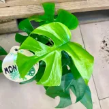 monstera-minima-rhaphidophora-tetrasperma