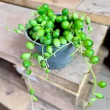 starzec-senecio-rowleyanus