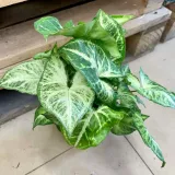 syngonium-arrow-zroslicha