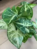 syngonium-arrow-zroslicha-rodzaj-rosliny-rosliny-zielone
