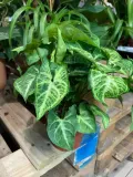 syngonium-arrow-zroslicha-rodzaj-rosliny-rosliny-zielone