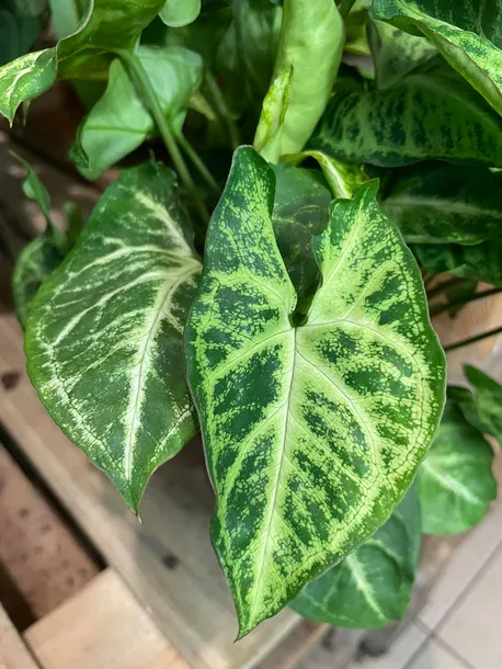 syngonium-arrow-zroslicha-rodzaj-rosliny-rosliny-zielone