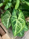 syngonium-arrow-zroslicha-rodzaj-rosliny-rosliny-zielone