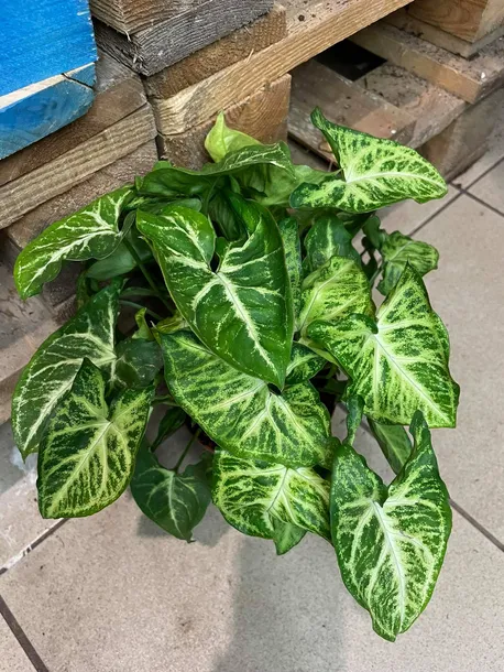 syngonium-arrow-zroslicha-rodzaj-rosliny-rosliny-zielone