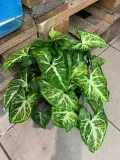 syngonium-arrow-zroslicha-rodzaj-rosliny-rosliny-zielone