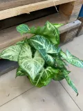syngonium-arrow-zroslicha-rodzaj-rosliny-rosliny-zielone