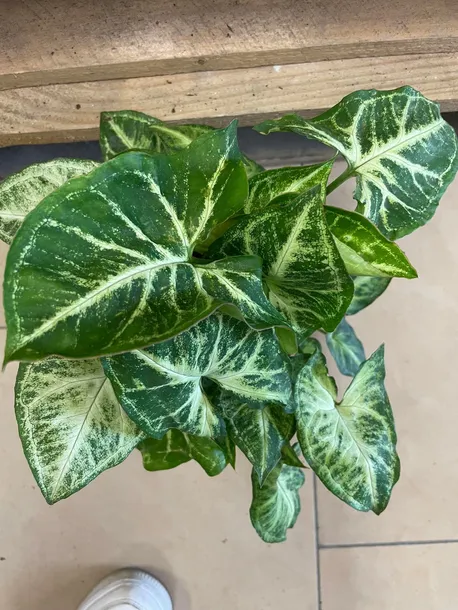 syngonium-arrow-zroslicha-rodzaj-rosliny-rosliny-zielone