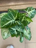 syngonium-arrow-zroslicha-rodzaj-rosliny-rosliny-zielone