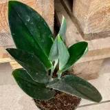 scindapsus-treubii-dark-form