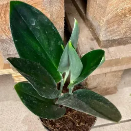 scindapsus-treubii-dark-form