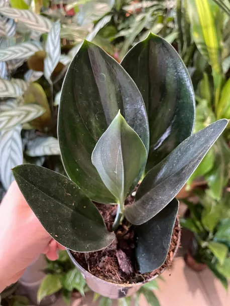 scindapsus-treubii-dark-form-rodzaj-rosliny-rosliny-zielone