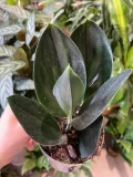 scindapsus-treubii-dark-form-rodzaj-rosliny-rosliny-zielone