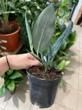 scindapsus-treubii-dark-form-rodzaj-rosliny-rosliny-zielone