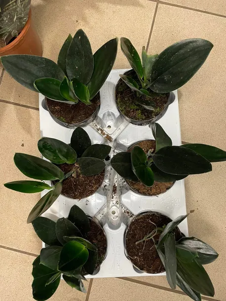 scindapsus-treubii-dark-form-rodzaj-rosliny-rosliny-zielone