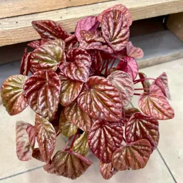 peperomia-carpeta-quito
