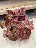 peperomia-carpeta-quito-rodzaj-rosliny-rosliny-zielone