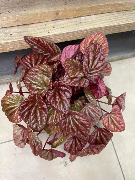 peperomia-carpeta-quito-rodzaj-rosliny-rosliny-zielone