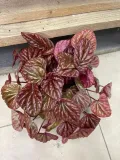 peperomia-carpeta-quito-rodzaj-rosliny-rosliny-zielone