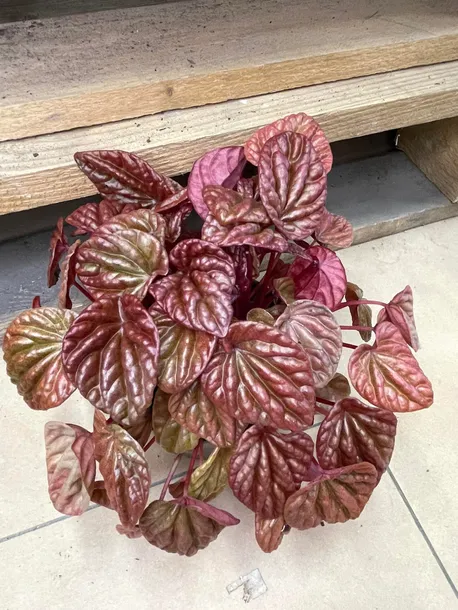peperomia-carpeta-quito-rodzaj-rosliny-rosliny-zielone